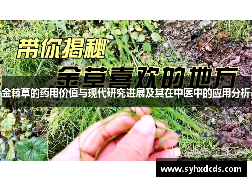 金棘草的药用价值与现代研究进展及其在中医中的应用分析